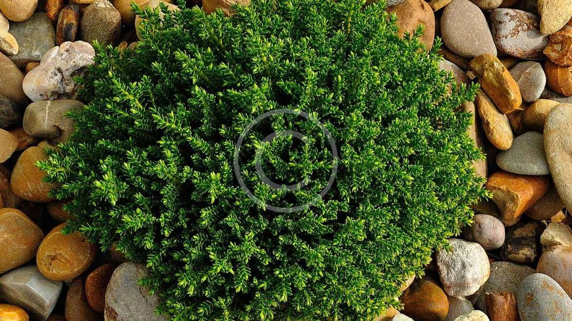 Bitki Yetiştiriciliği